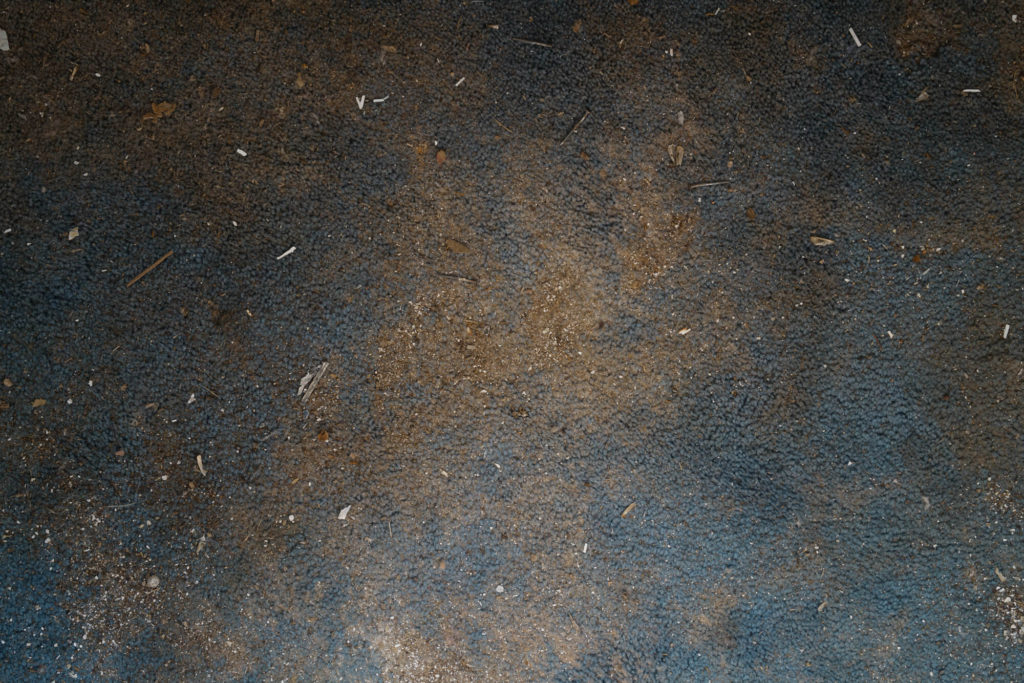 Large chromogenic print of blue carpet covered in small dirt particles, feathers, and bird droppings lit from an east-facing window