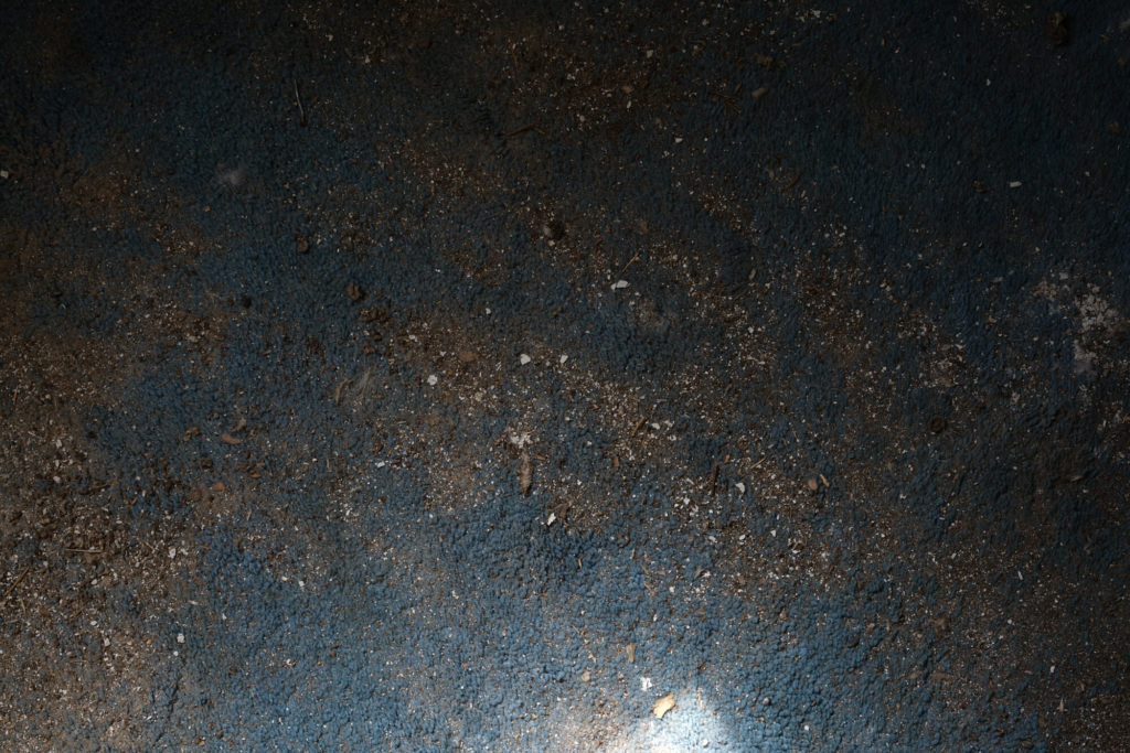 Large chromogenic print of blue carpet covered in small dirt particles, feathers, and bird droppings lit from an east-facing window